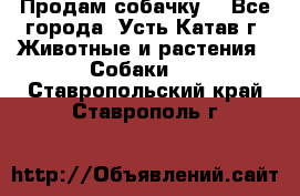 Продам собачку  - Все города, Усть-Катав г. Животные и растения » Собаки   . Ставропольский край,Ставрополь г.